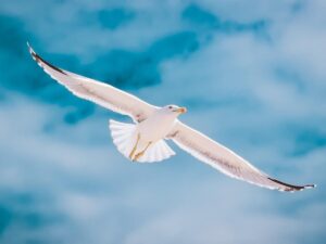 飛ぶ鳥