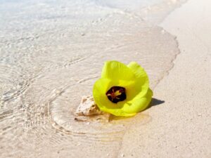 波際の花