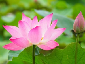 蓮の花