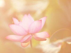 蓮の花
