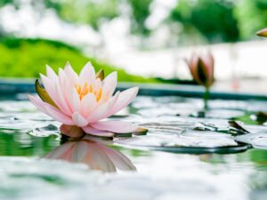 蓮の花