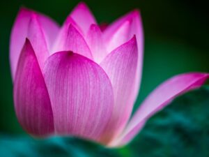 蓮の花