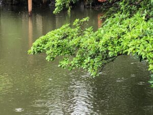 木と池