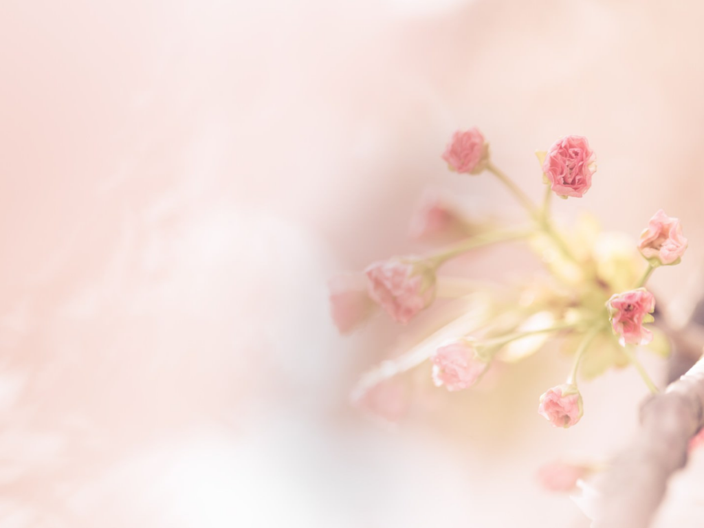 柔らかくぼけた明るい背景に黄緑の茎から枝分かれしたピンクの小さな花